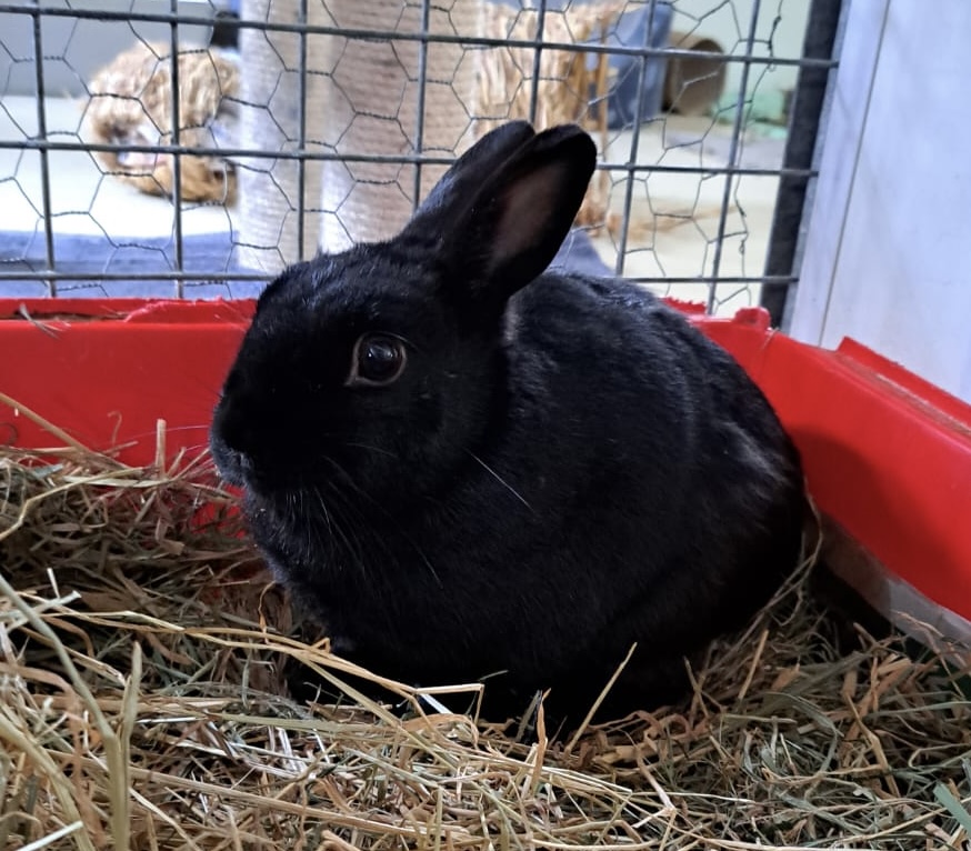 PERCY