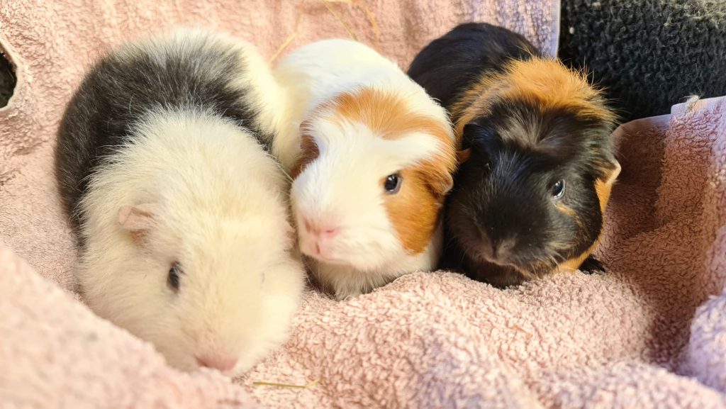 PUFF, CASSIE & ROXY