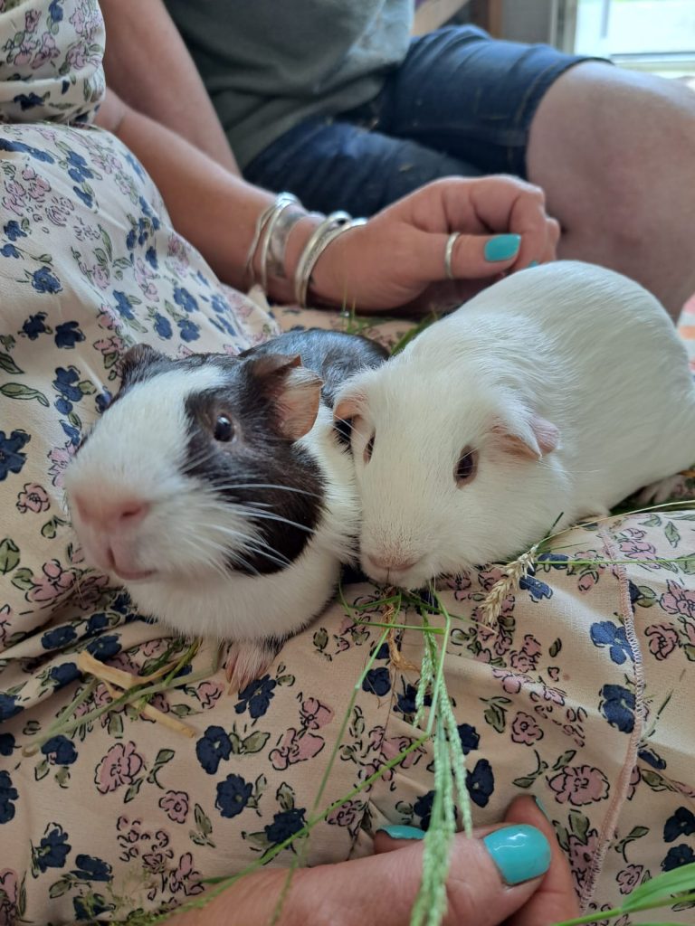 TRAVIS & HARVEY