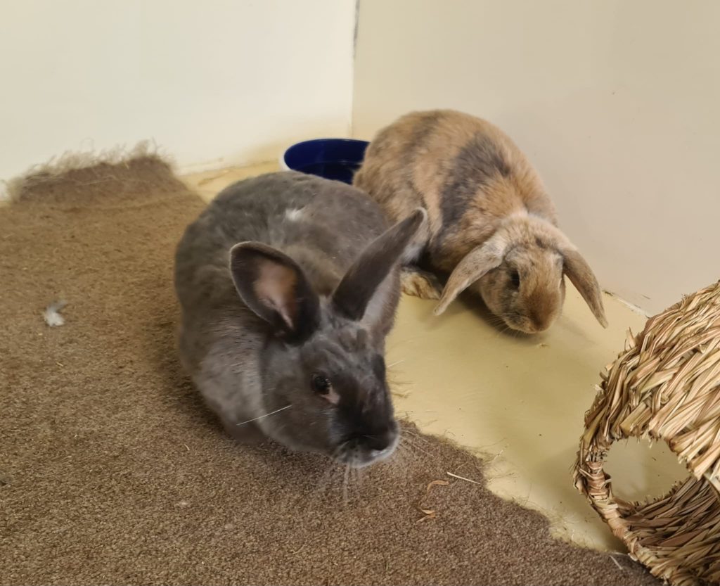 WINNIE & POSIE