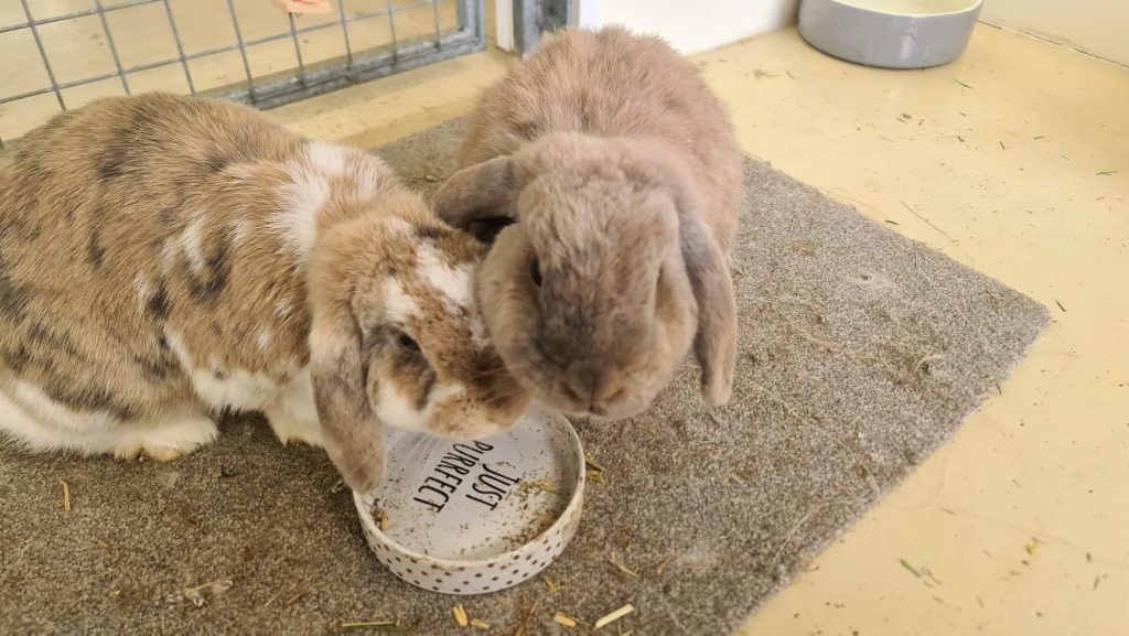 HAZEL & CHIP