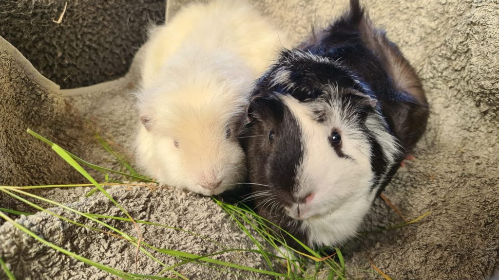 SKUNK & SQUIRREL
