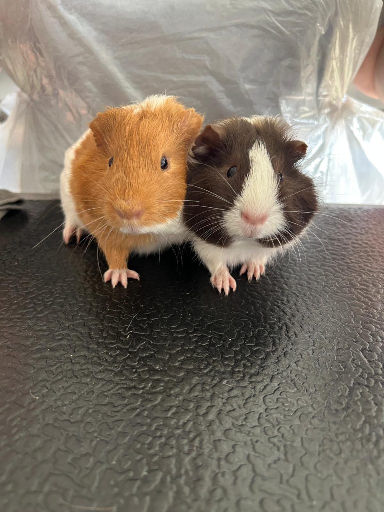 Mouse and Ross