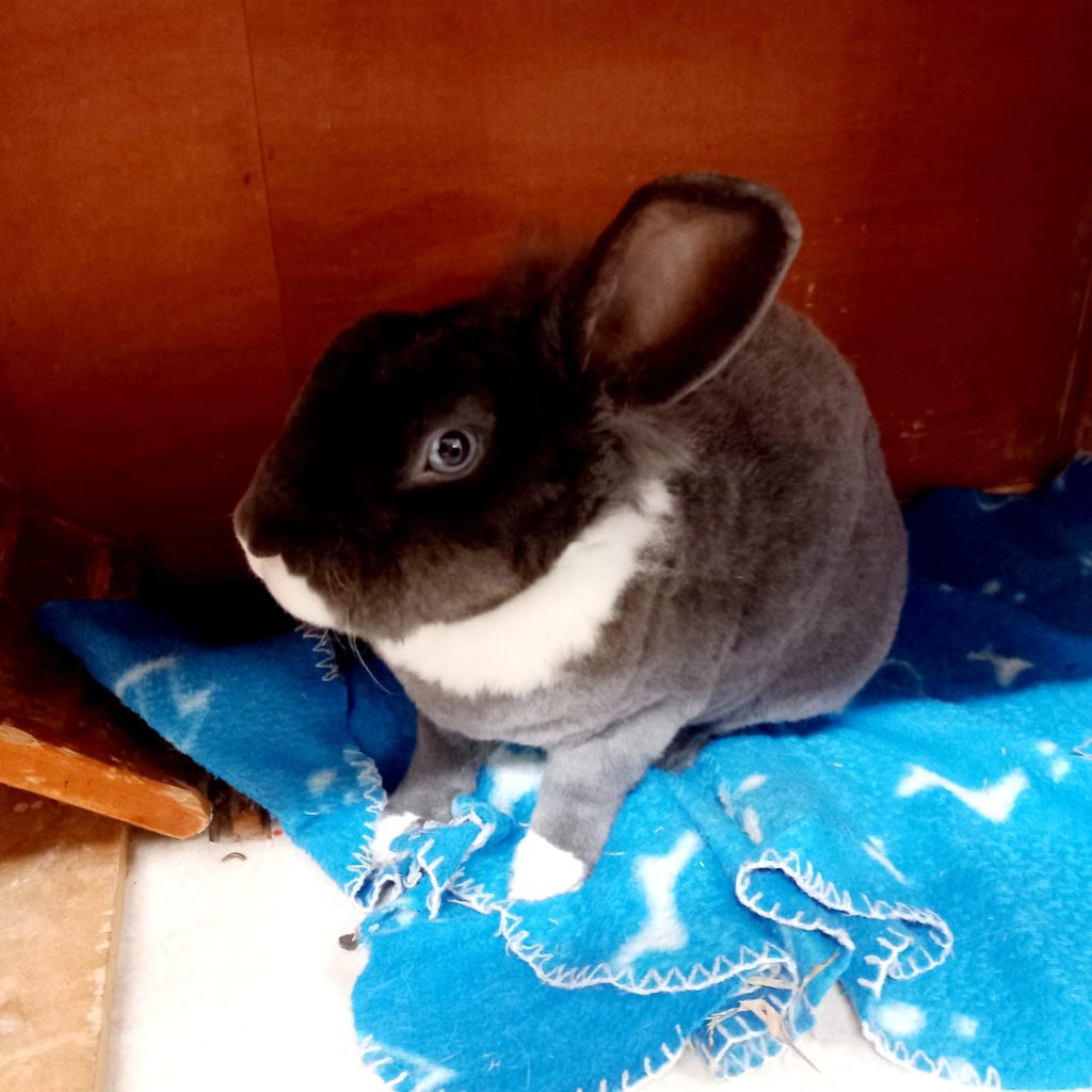 BUDDY