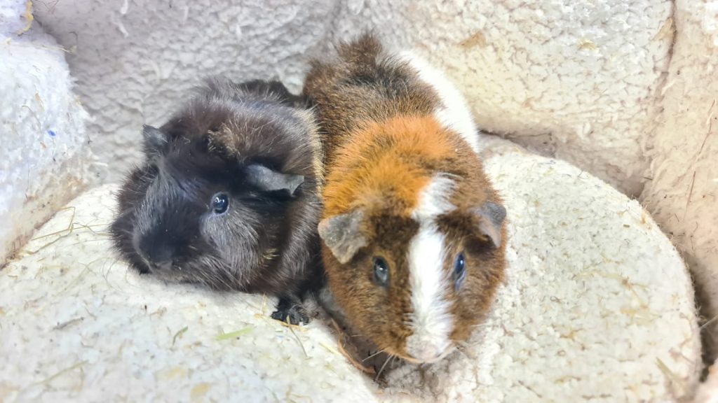 SANDY & JUNE