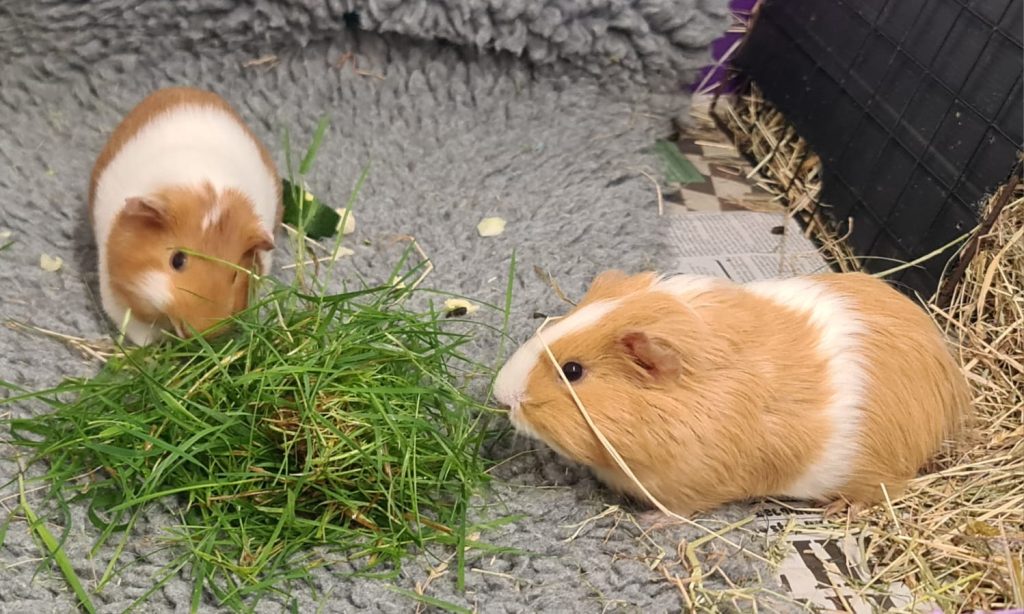 MEADOW & TASH