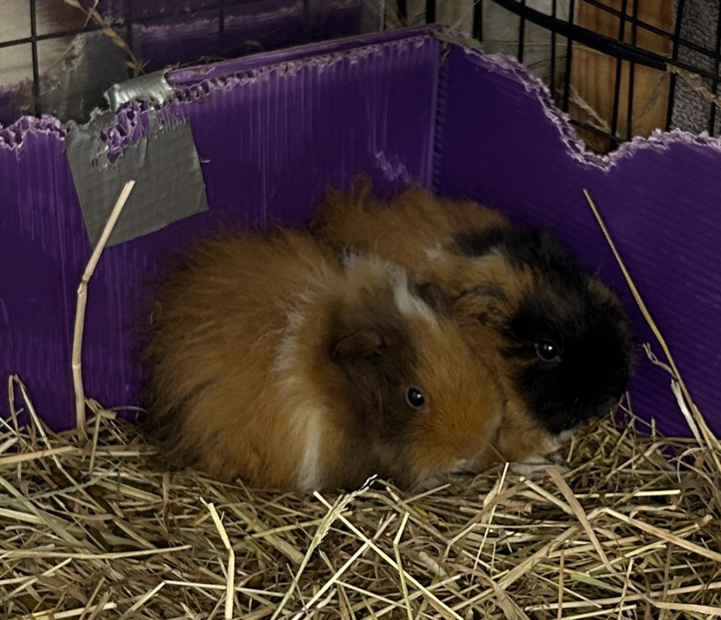 APOLLO & MERLIN