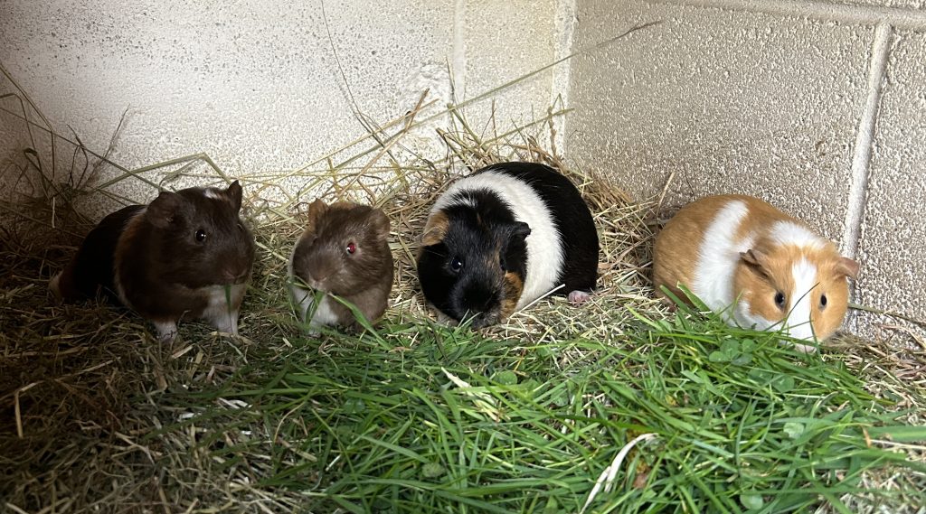 HARMONY, SUSIE, FIREFLY & TRISTAN