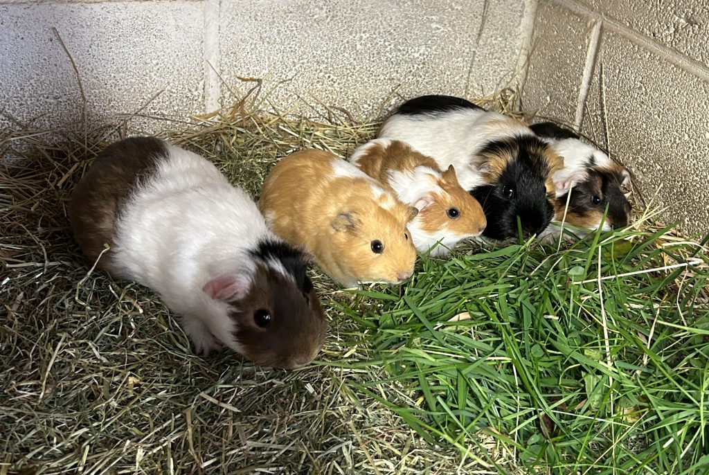 VIRGINIA, LUIGI, PRIMROSE, CHERRY & VIOLET