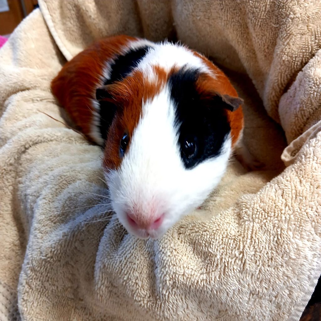 PABLO