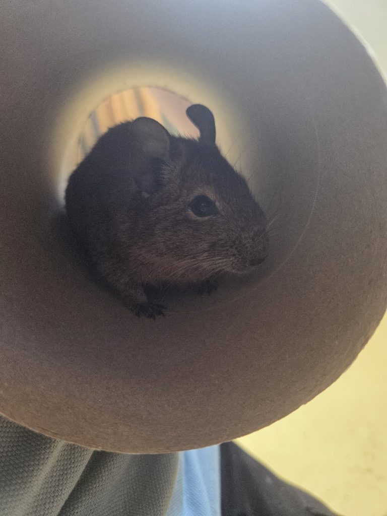 Albert, Ben and Ethan