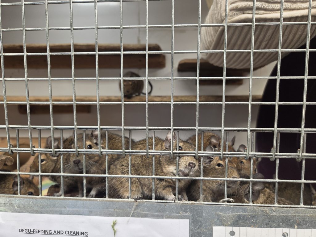 2 separate groups of 9 male degus