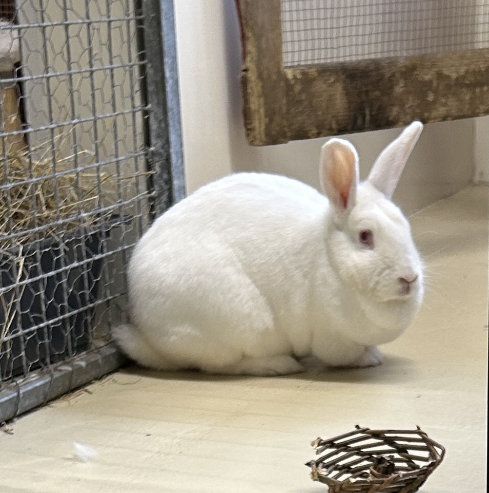 DAPHNIE- FOSTER HOME