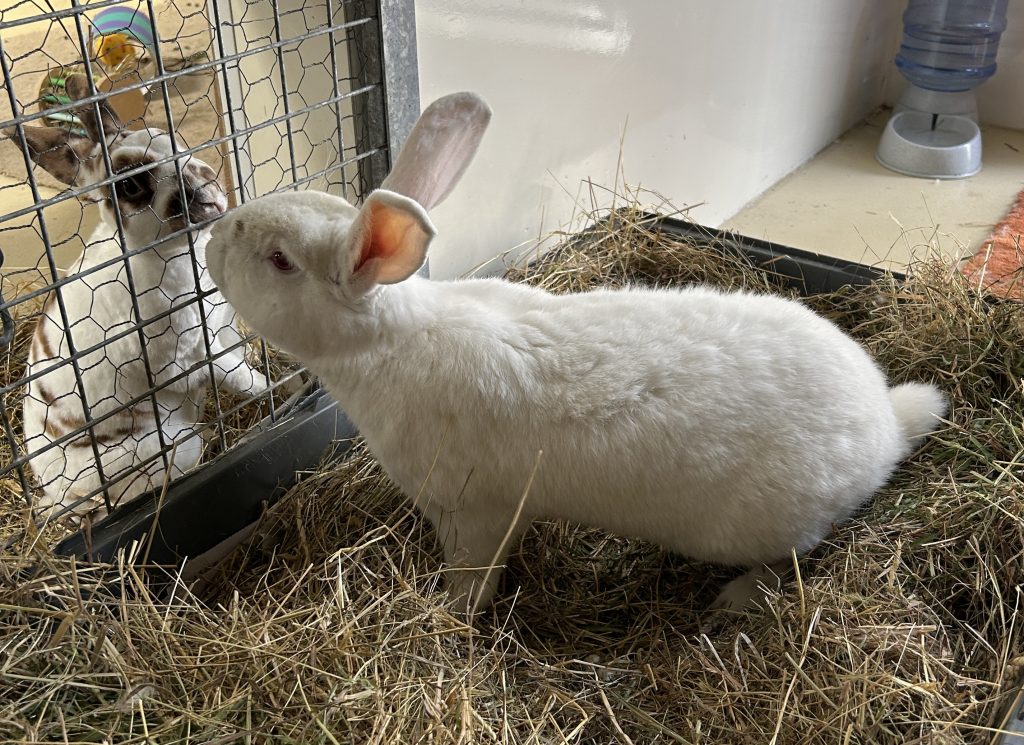 BARNABY- FOSTER HOME