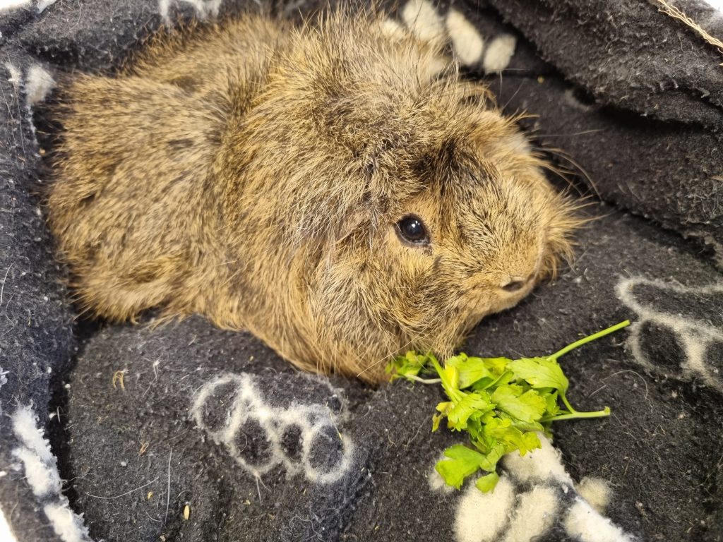 COOKIE