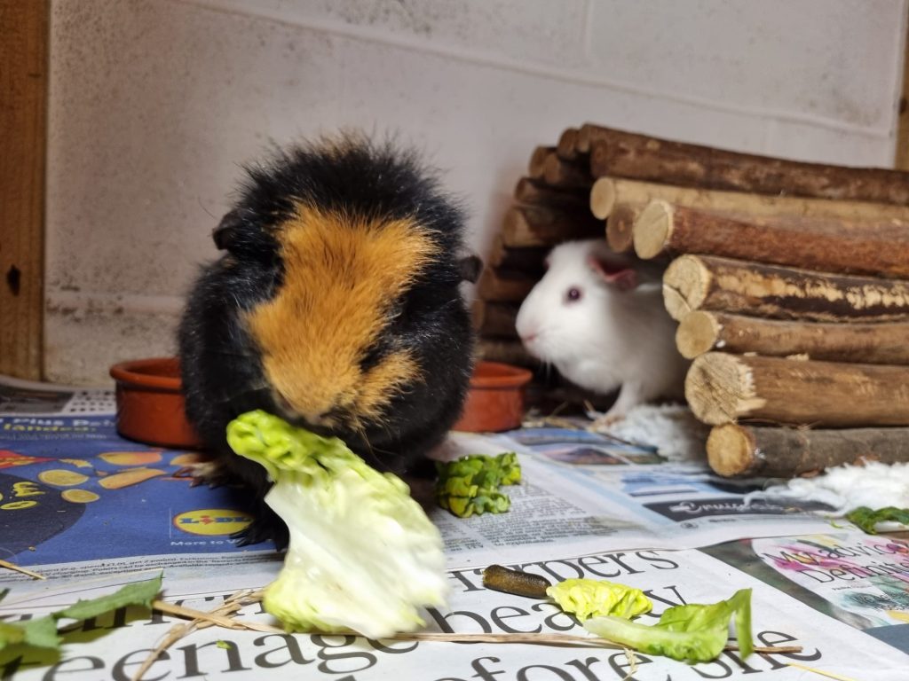 GORDON & MORGON