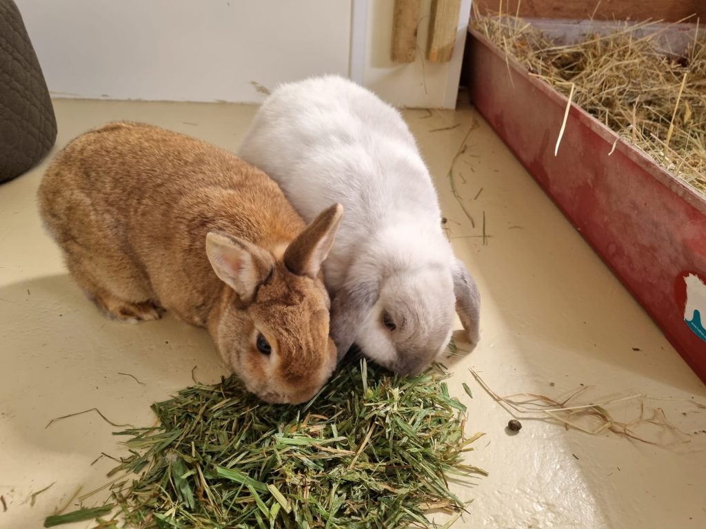 FLOPSY & EBIE