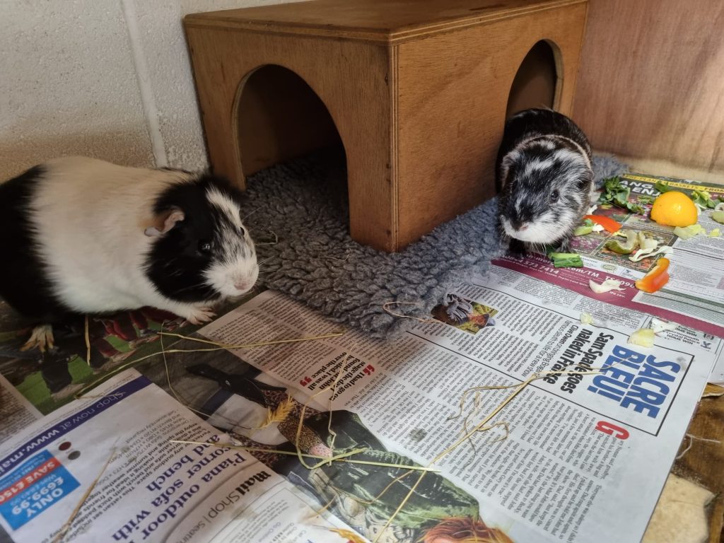 PERCIVAL & DIESEL