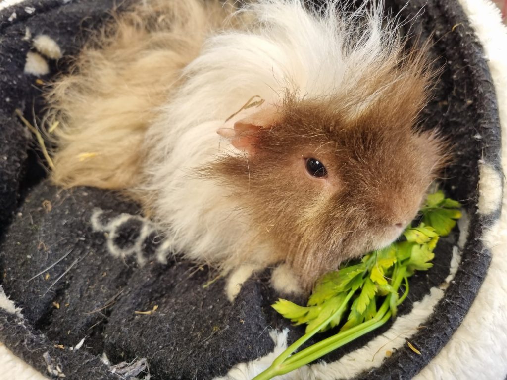 FUZZY