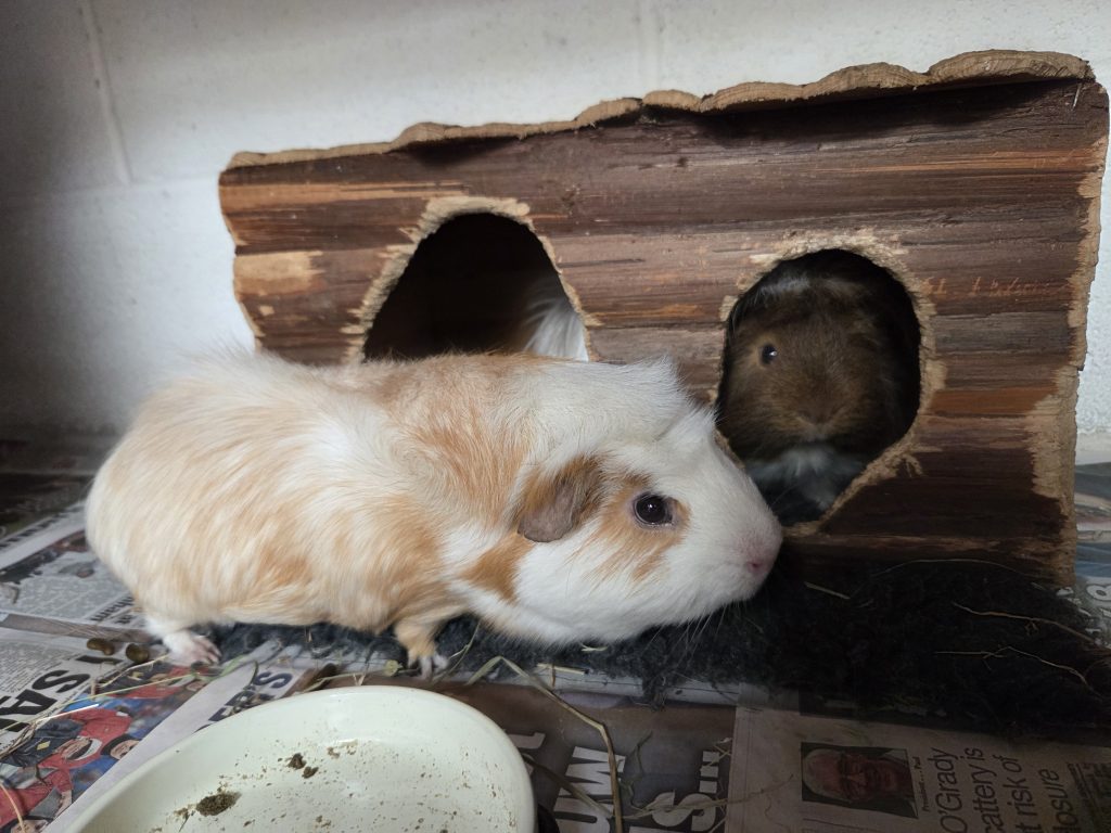 Archie and Theo