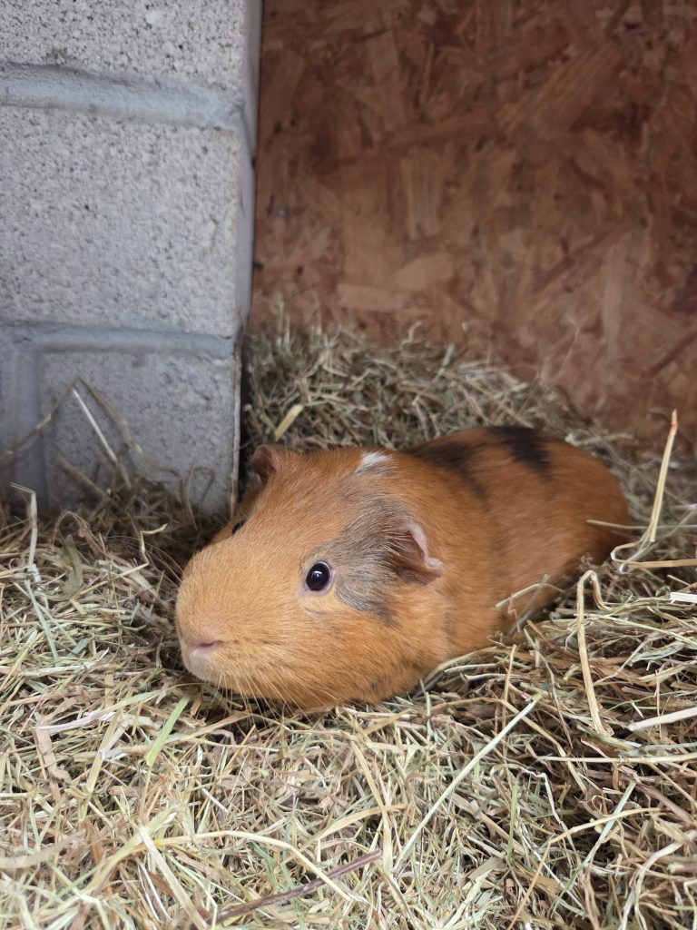 Chester