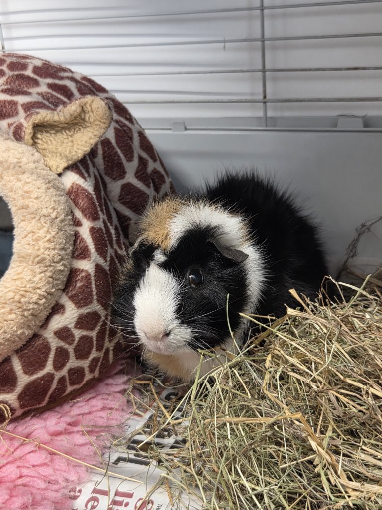 Chico