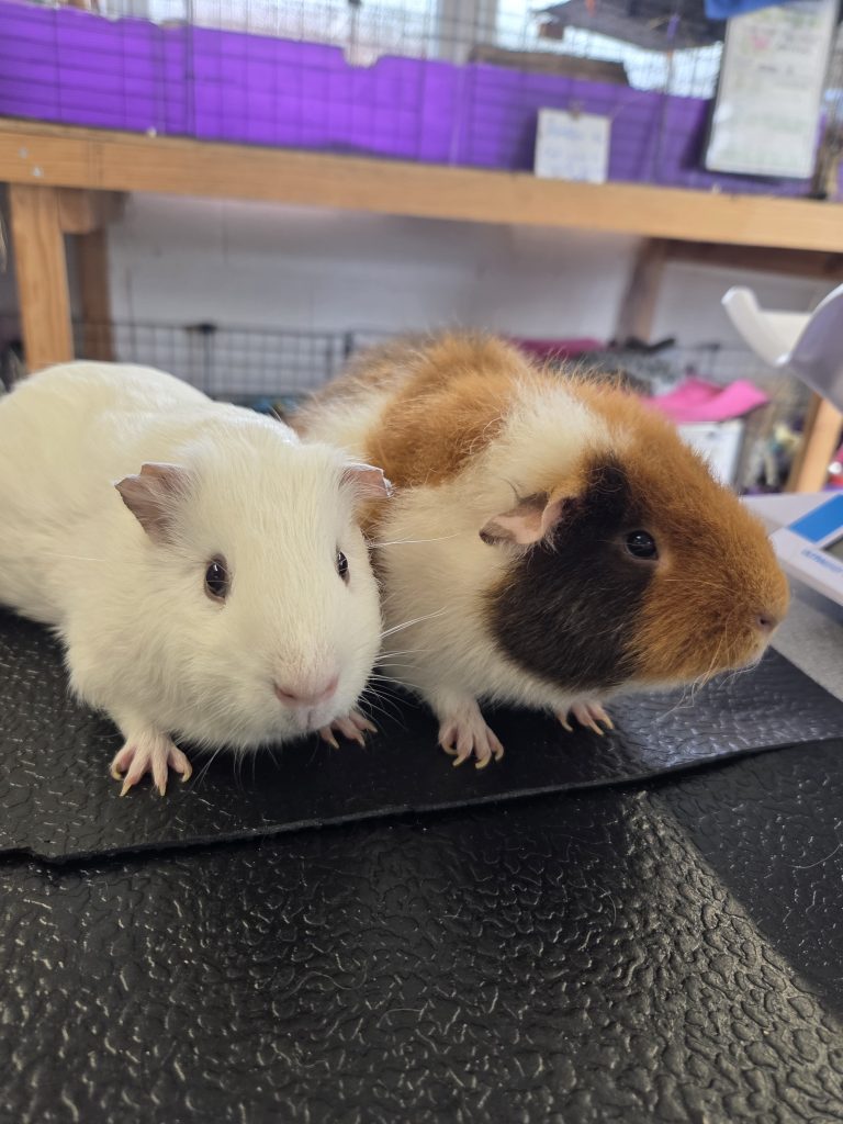 Ice and Ozzy