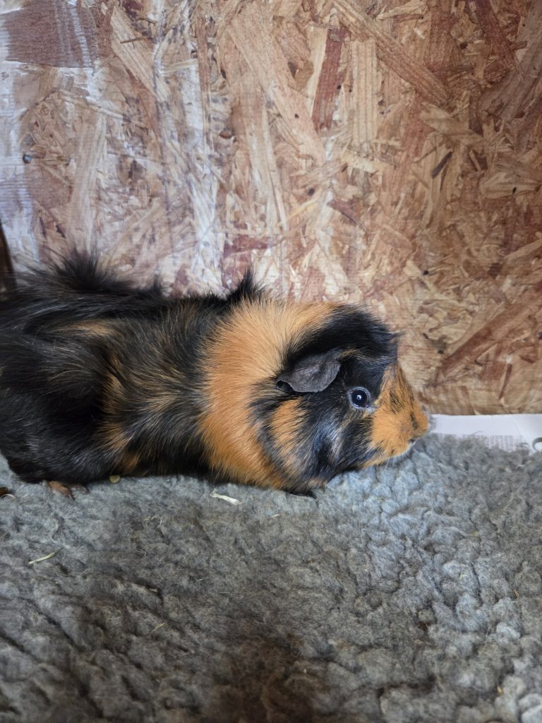 RAMBO