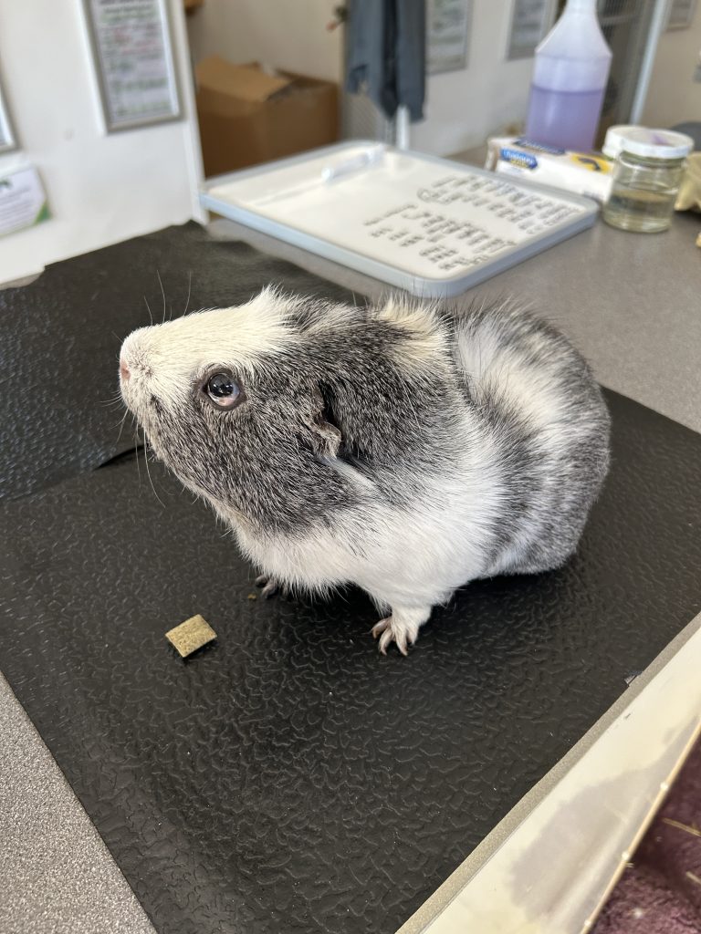 PUMBA
