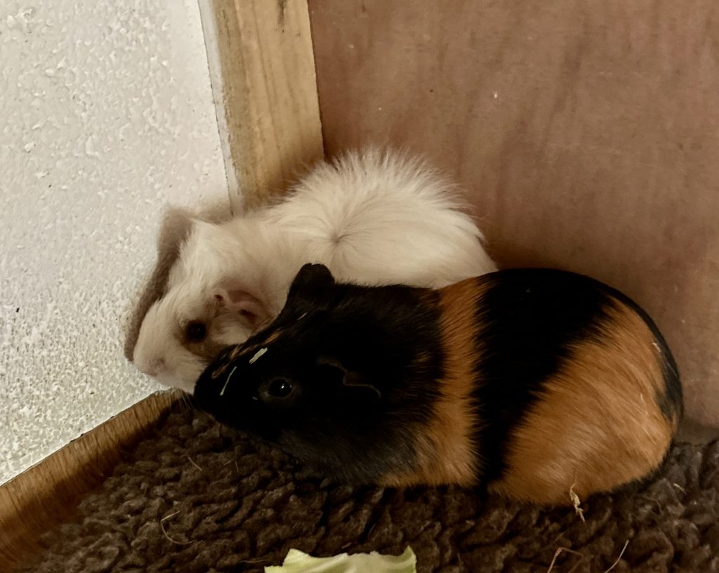RAISIN & PATCH