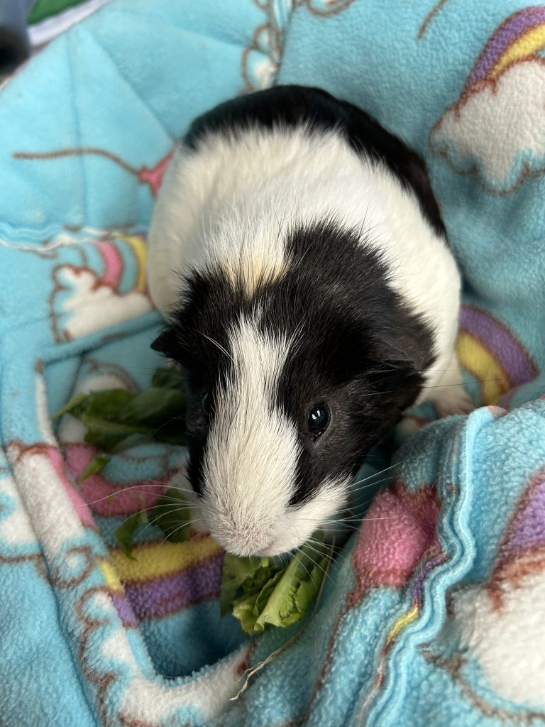 NIBBLES
