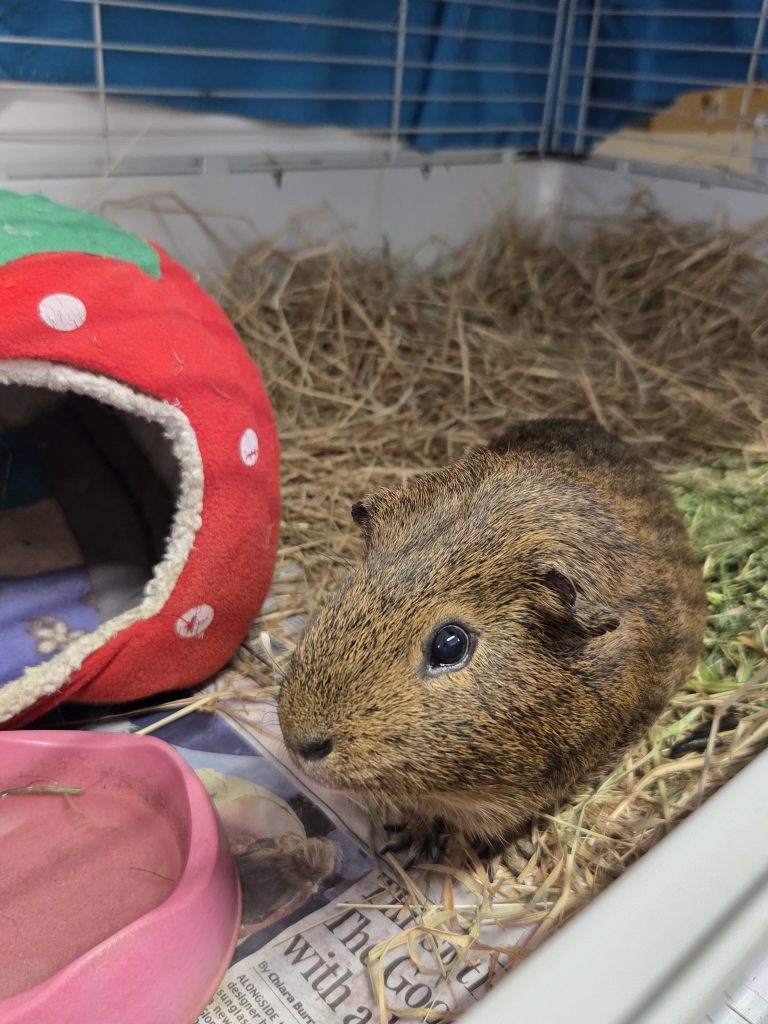 Pip – Foster