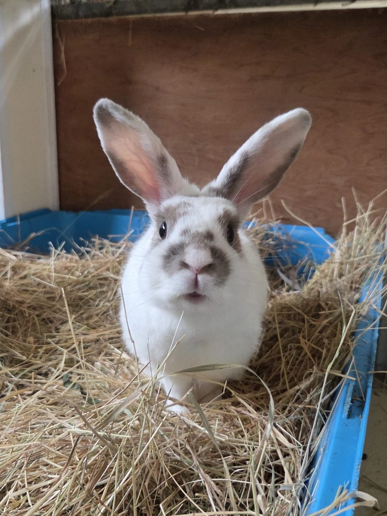 Thumper — photo 1