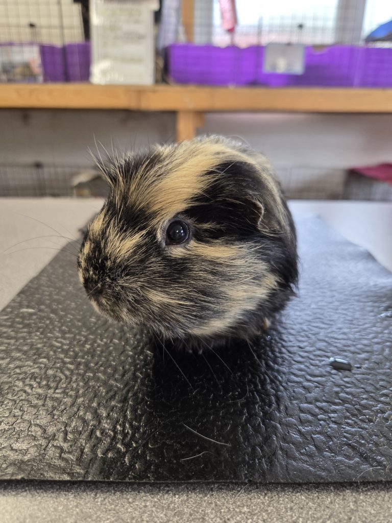 Chewy