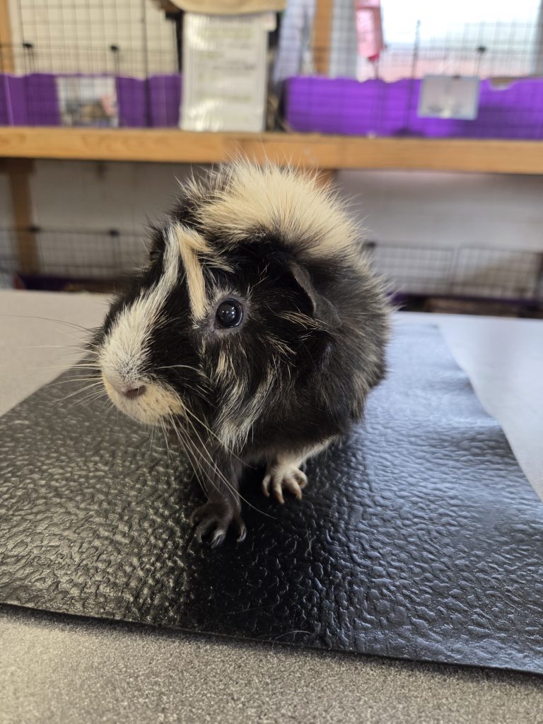 Chubs