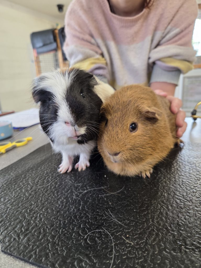 Collie and Capy