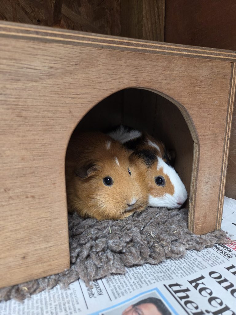 Lulabelle and Princess