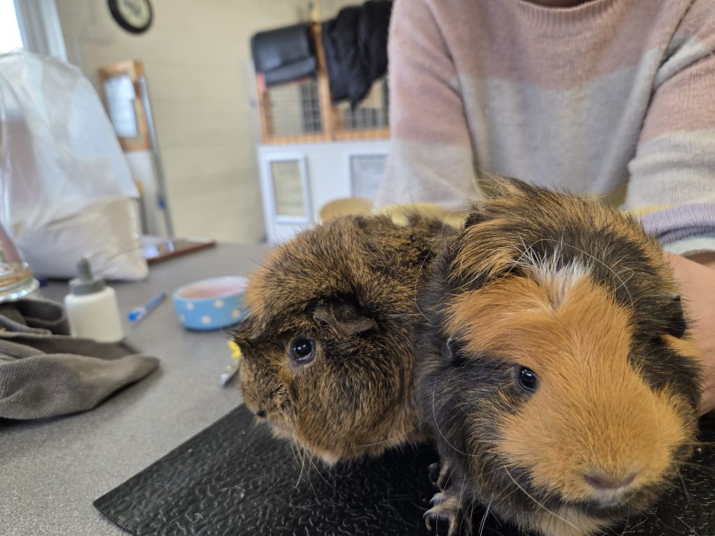 Spike and Tufty